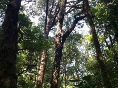 Photos from our guests | Chiang Mai Trekking | The best trekking in Chiang Mai with Piroon Nantaya